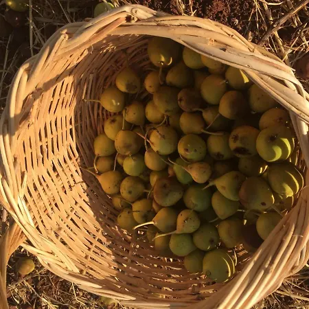Wild Fig Retreat Konukevi Maries (Zakynthos)